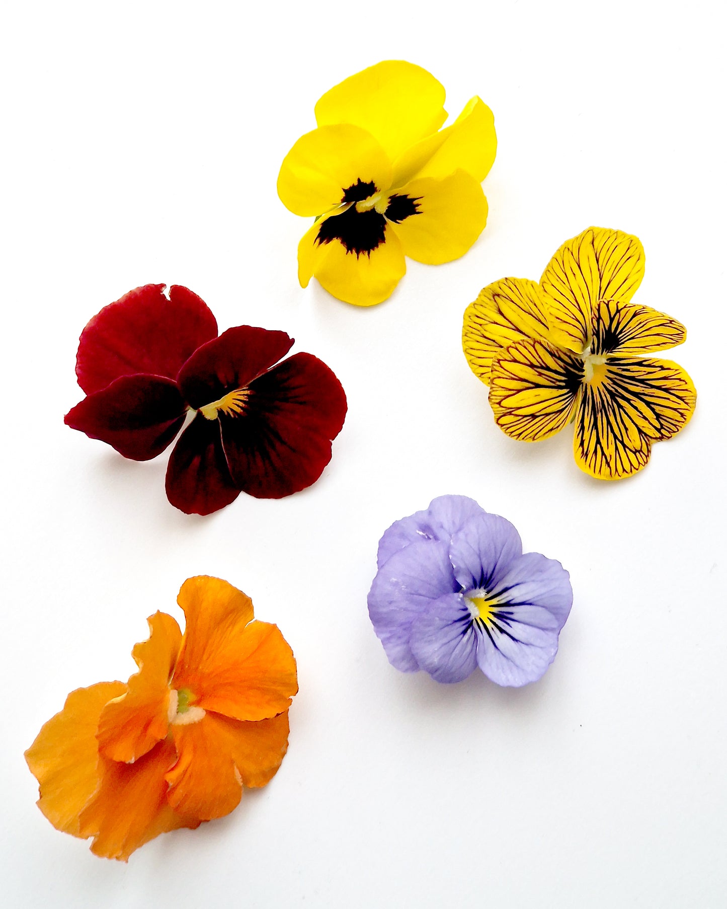 Viola Edible Flowers Pack of 6
